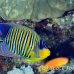 angelfish_regal_elp_n_h_0007_egy0735.jpg